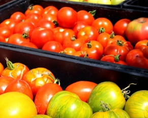 tomatoes local farm nj