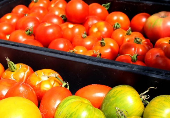 tomatoes local farm nj