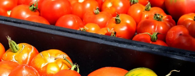 tomatoes local farm nj