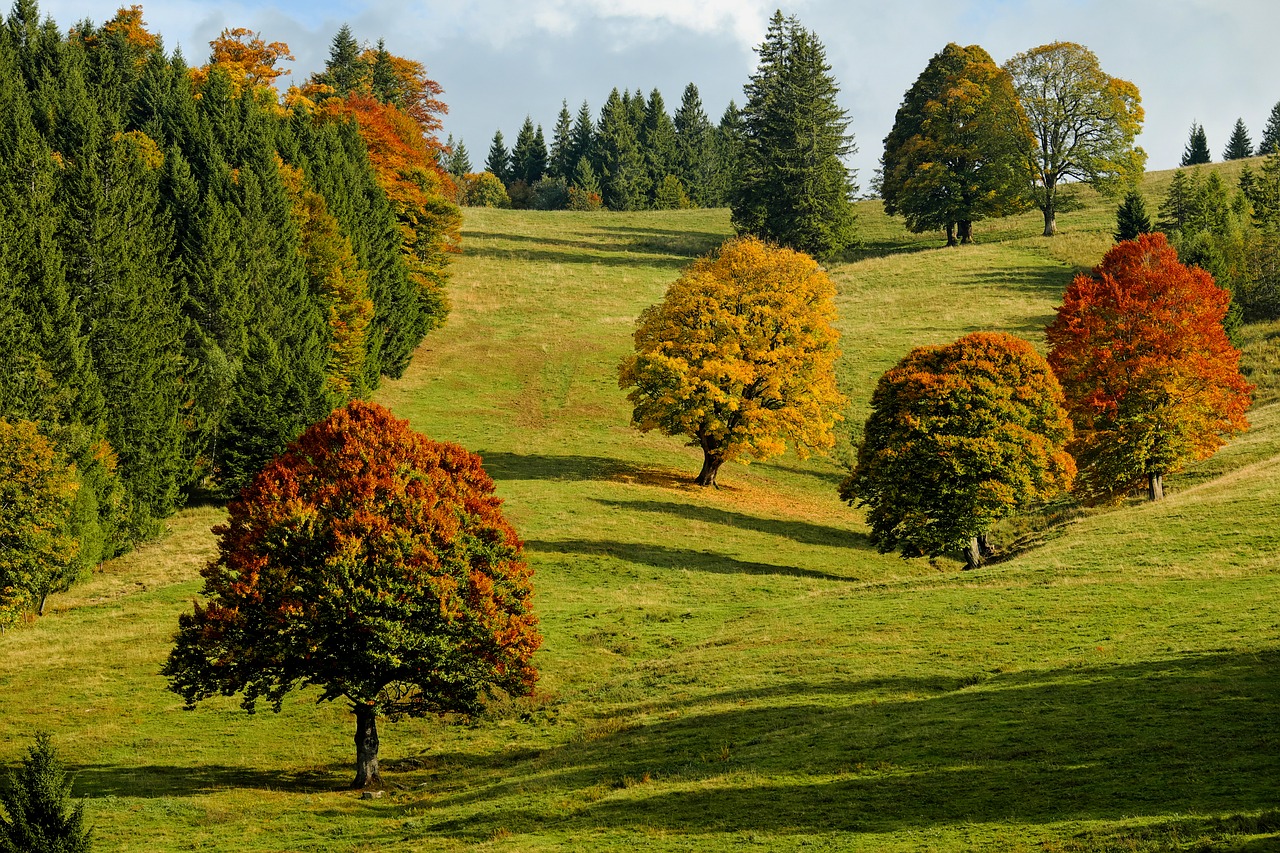 forest and field fall foliage