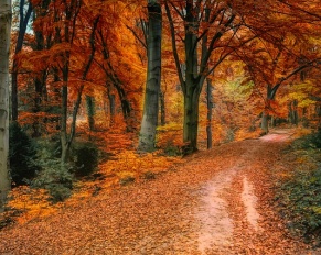 autumn leaves roadway