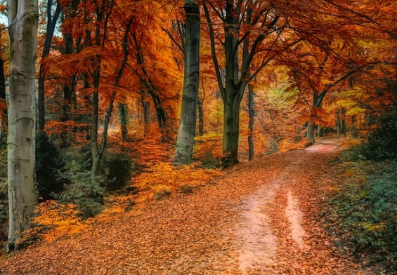 autumn leaves roadway