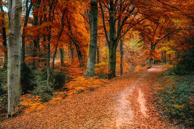 autumn leaves roadway