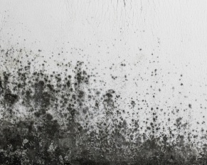 can mold be killed permanently? when to call mold specialist